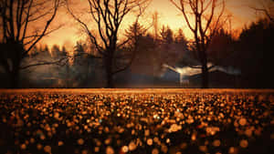 A Field With Trees And A Sunset Wallpaper