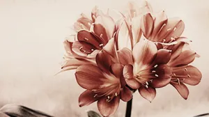A Flower In A Vase Wallpaper