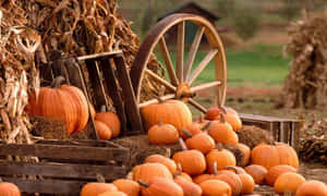 “a Freshly-cut Pumpkin During Fall” Wallpaper