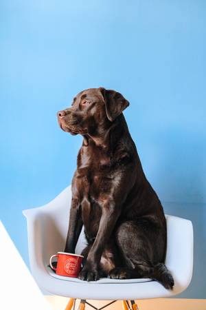 A Friendly Brown Dog Sitting On A White Chair Wallpaper