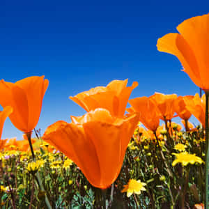 A Futuristic Fantasy Phone With Artificial Intelligence Wallpaper