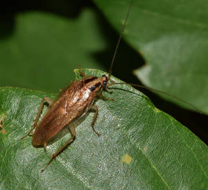 A German Cockroach Feasting On A Leaf Wallpaper