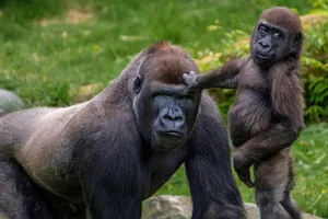 A Gorilla Embracing Technology Wallpaper