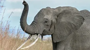 A Gray Elephant Walking Through Tall Grass Wallpaper