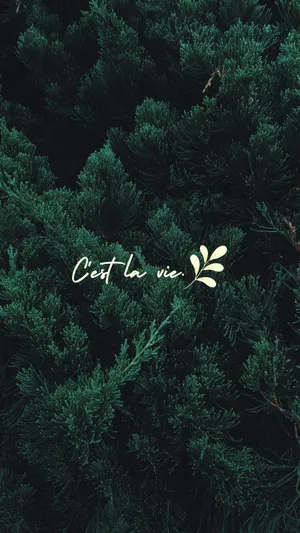 A Green Background With The Words'cest La Vie' Wallpaper