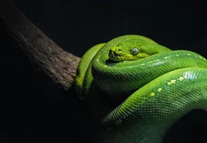 A Green Snake Is Sitting On A Branch Wallpaper