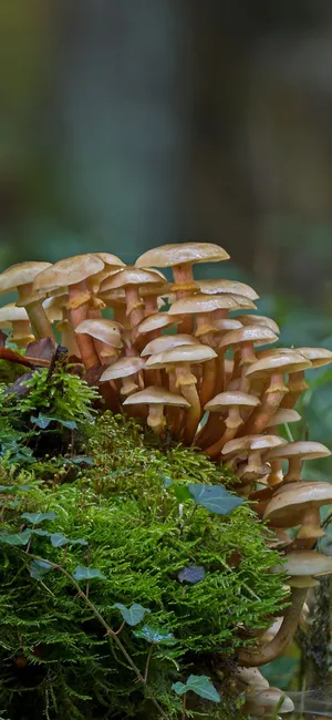 A Group Of Mushrooms Growing On A Log Wallpaper