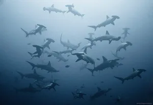 A Hammerhead Shark Gliding Through The Water Wallpaper