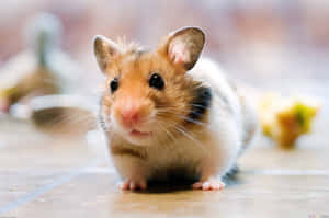 A Hamster Is Standing On A Tile Floor Wallpaper