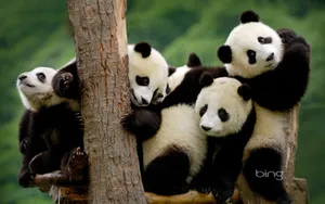 A Happy Group Of Pandas Enjoying The Natural Beauty Of The Outdoors. Wallpaper