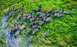 A Herd Of Zebras Running On Grassland Wallpaper