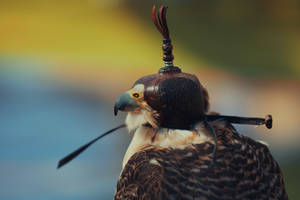 A Hooded Brown Falcon Wallpaper