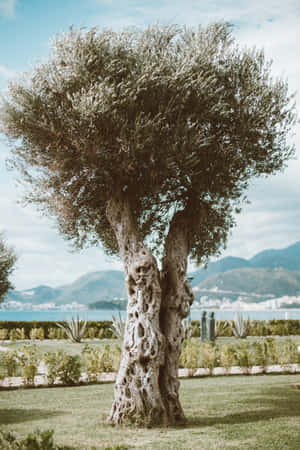 A Large Tree In A Park Wallpaper