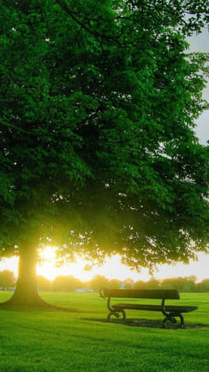 A Large Tree In The Park Wallpaper