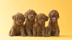 A Litter Of Adorable Brown Toy Poodle Puppies Wallpaper