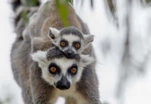 A Lively Lemur Clinging On A Branch Wallpaper