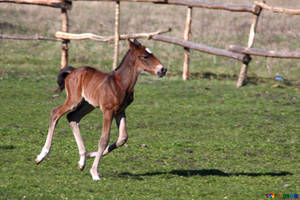 A Lively Young Foal Galloping Freely In An Open Field Wallpaper