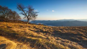 A Lone Tree On A Hill Wallpaper