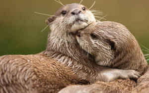 A Loving Otter Couple Embracing Each Other Wallpaper