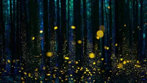 A Luminous Firefly Lights Up The Night Sky Wallpaper