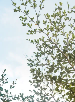 A Lush Green Tree Stands In A Peaceful, Natural Environment Wallpaper