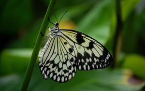 A Majestic Black And White Butterfly Flying Through The Air Wallpaper