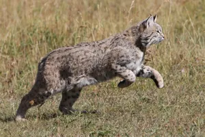 A Majestic Bobcat In Its Natural Habitat Wallpaper
