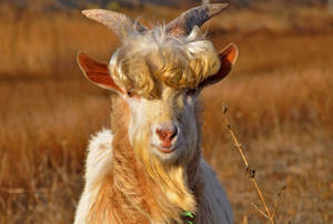 A Majestic Goat With Curly Hair Wallpaper