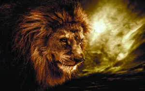 A Majestic Lion Taking In His Surroundings Wallpaper