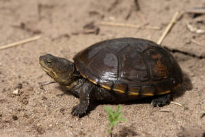 A Majestic Mud Turtle Crawling On The Sand Wallpaper