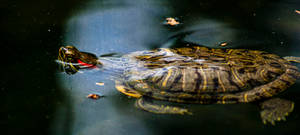 A Majestic Water Turtle Swimming Peacefully In The Pond Wallpaper