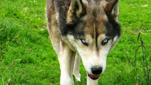 A Majestic Wolfdog In A Tranquil Forest Wallpaper