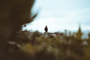 A Man Standing Alone In Solitude Wallpaper