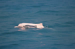 A Pair Of Playful Pink Dolphins In Their Natural Habitat. Wallpaper