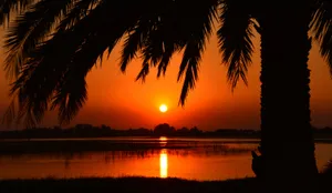 A Palm Tree In The Background Wallpaper