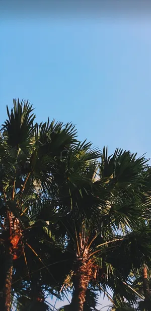 A Palm Tree With Leaves Wallpaper