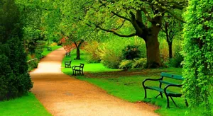 A Path With Benches And Trees In The Background Wallpaper