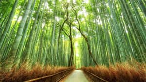 A Pathway Through A Bamboo Forest Wallpaper