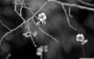 A Peaceful Canal Pathway In Japan. Wallpaper