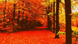 A Picture Perfect Autumn Desktop Wallpaper