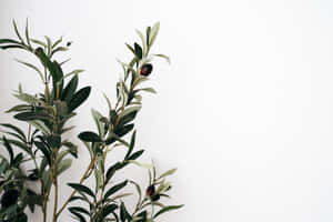 A Picturesque Olive Tree In Tuscany, Italy. Wallpaper