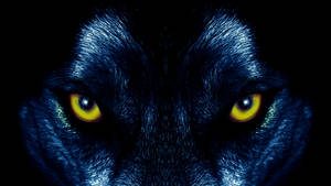 A Piercing Gaze Of A Yellow Wolf Wallpaper