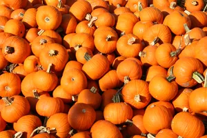 A Pile Of Orange Pumpkins Wallpaper