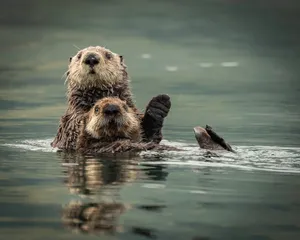 A Playful Sea Otter Waving From The Waters Wallpaper