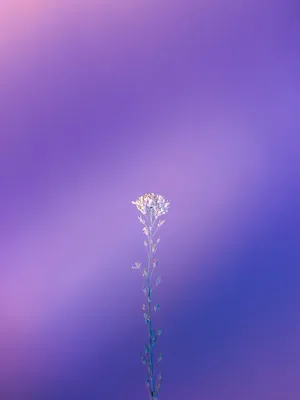 A Playfully Cute Light Purple Background Wallpaper