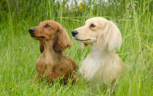 A Red And Brown Dachshund Enjoying A Playful Day In The Garden Wallpaper