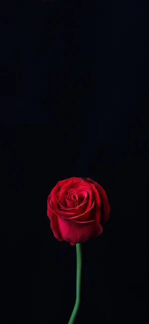 A Red Rose In A Vase Wallpaper