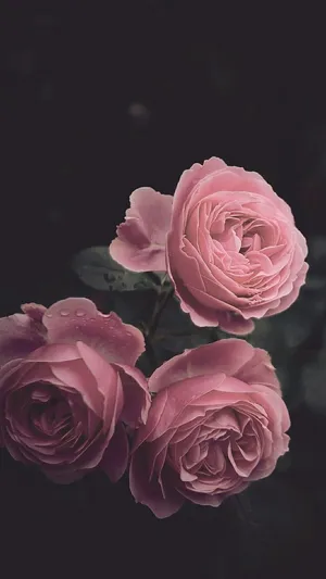 A Rich And Vibrant Dark Flower Aesthetically Adorns A Garden Scene Wallpaper
