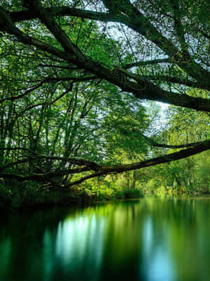 A River Surrounded By Trees And Greenery Wallpaper