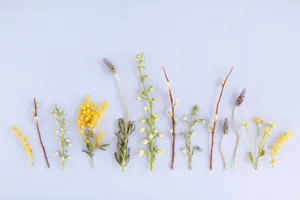 A Row Of Yellow Flowers On A Blue Background Wallpaper